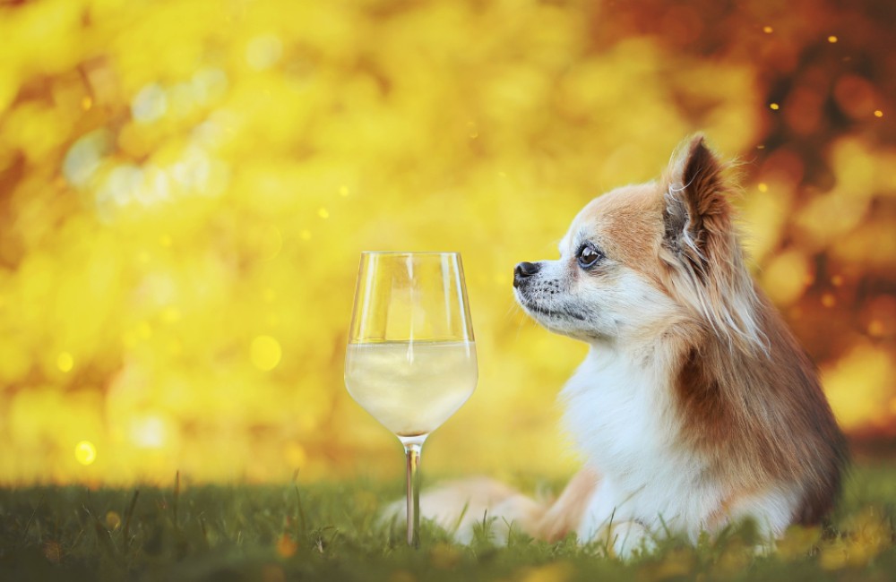 Watertappunten voor onze dieren Watertappunten voor onze dieren